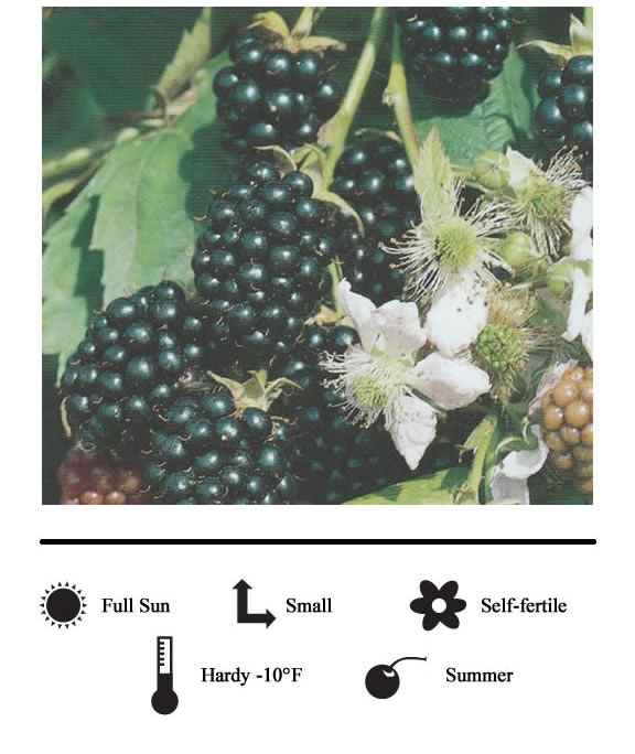 La Verne Nursery - Blackberry (Rubus)