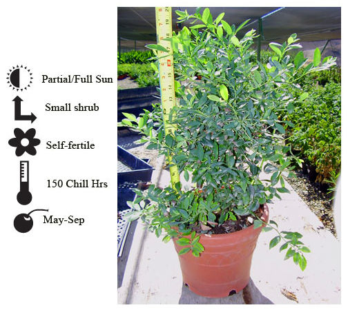 La Verne Nursery - Blueberry Sunshine (Vaccinium Cyanococcus)