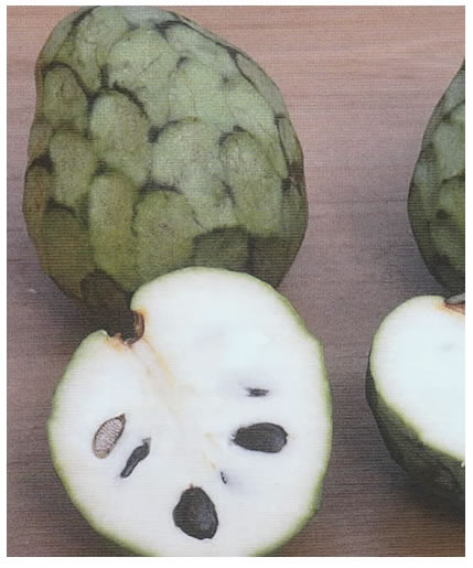La Verne Nursery - Cherimonya El Bumpo (Annona cherimoya)