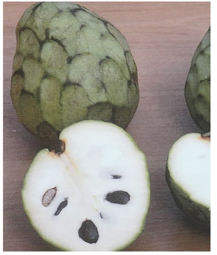 La Verne Nursery - Cherimonya Fino de Hete (Annona cherimoya)