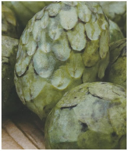 La Verne Nursery - Cherimonya Knight (Annona cherimoya)