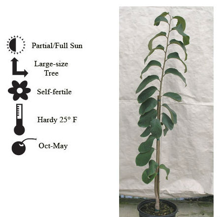 La Verne Nursery - Cherimoya (Annona cherimoya)