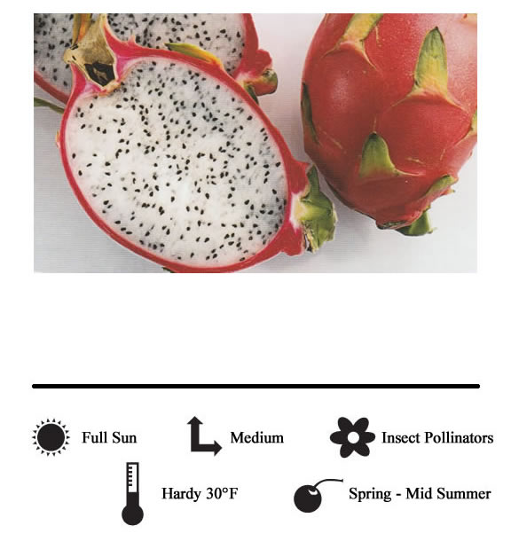 La Verne Nursery - Dragon Fruit White Flesh (Hylocereus Undatus)