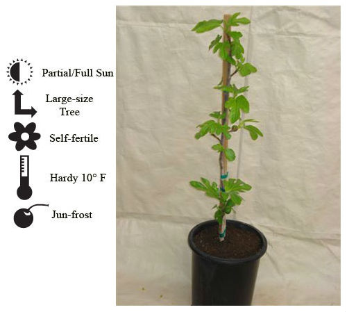 La Verne Nursery - Fig Black Mission (Ficus carica)