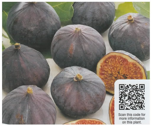 La Verne Nursery - Fig Olympian (Ficus carica)