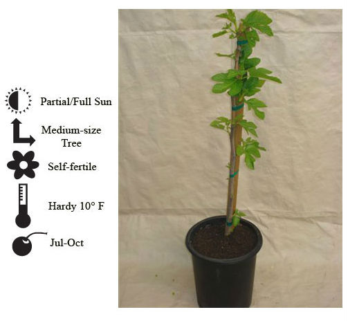 La Verne Nursery - Fig Panache (Ficus carica)