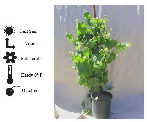La Verne Nursery - Grape Cabernet Sauvignon (Vitis vinifera)
