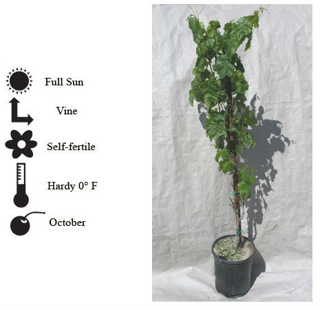 La Verne Nursery - Grape Chardonnay (Vitis vinifera)