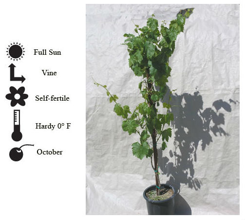 La Verne Nursery - Grape Concord (Vitis vinifera)