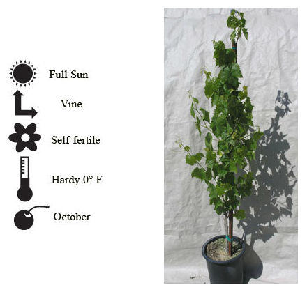 La Verne Nursery - Grape Merlot (Vitis vinifera)