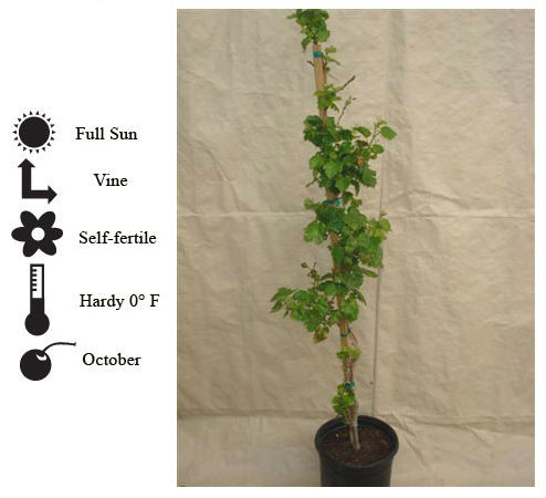La Verne Nursery - Grape Perlette Seedless (Vitis vinifera)