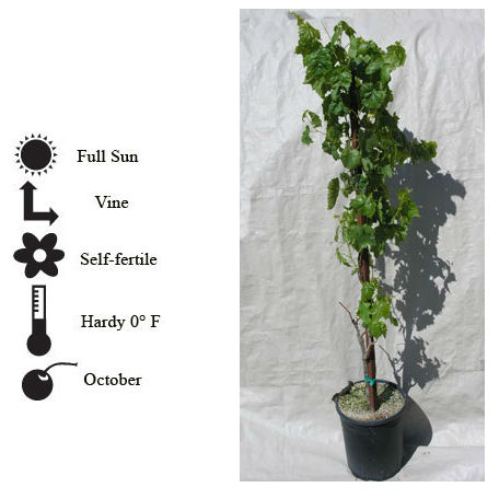 La Verne Nursery - Grape Thompson Seedless (Vitis vinifera)