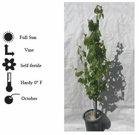 La Verne Nursery - Grape Zifandel (Vitis vinifera)
