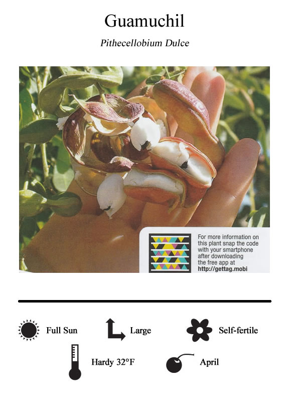 La Verne Nursery - Guamuchil (Pithecellobium dulce)