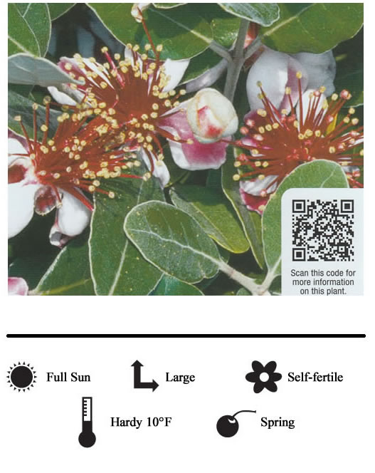 La Verne Nursery - Guava Bush Coolidgei (Psidium guajava)