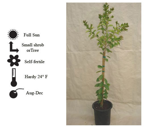 La Verne Nursery - Guava Strawberry Yellow (Psidium guajava)