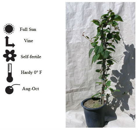 La Verne Nursery - Kiwi (Actinidia chinensis)