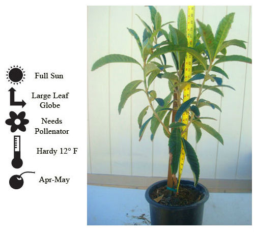 La Verne Nursery - Loquat Advanced (Eriobotrya japonica)
