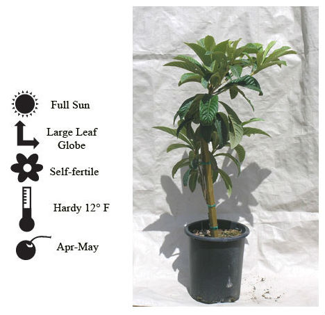 La Verne Nursery - Loquat Champagne (Eriobotrya japonica)