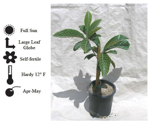 La Verne Nursery - Loquat Gold Nugget (Eriobotrya japonica)