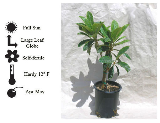 La Verne Nursery - Loquat McBeth (Eriobotrya japonica)