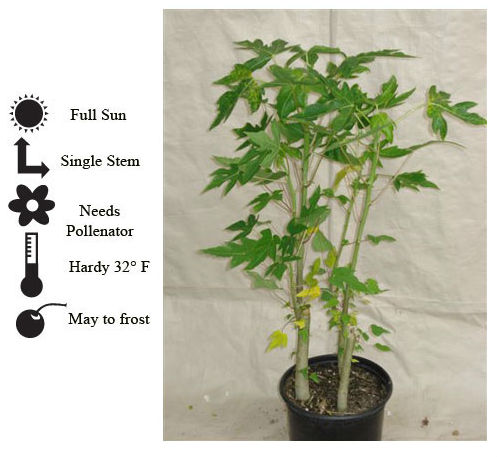 La Verne Nursery - Papaya Solo (Carica pentandra)