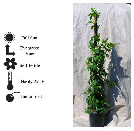 La Verne Nursery - Passion Fruit Edulis (Passiflora edulis)