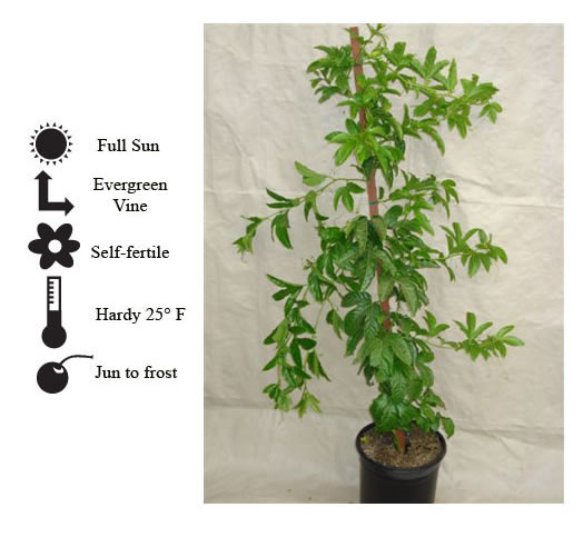 La Verne Nursery - Passion Fruit Frederick (Passiflora edulis)