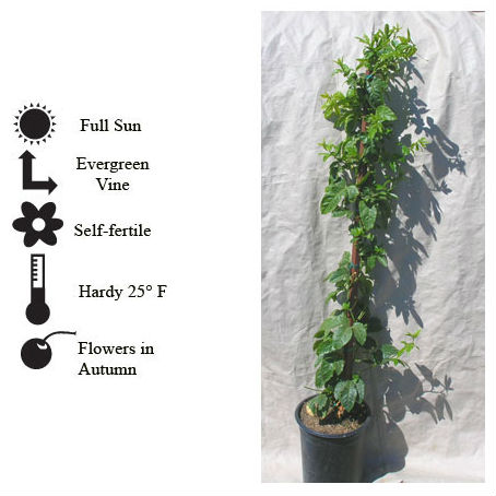 La Verne Nursery - Passion Fruit Ruby Glow (Passiflora edulis)