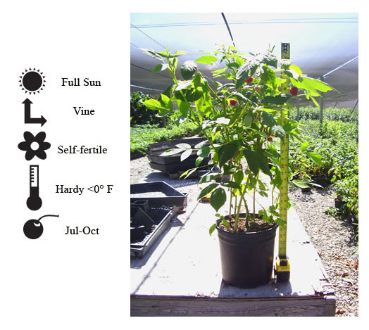 La Verne Nursery - Raspberry Heritage (Rubus Idaeus)