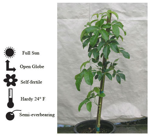 La Verne Nursery - Sapote Suebelle (Casimiroa edulis)